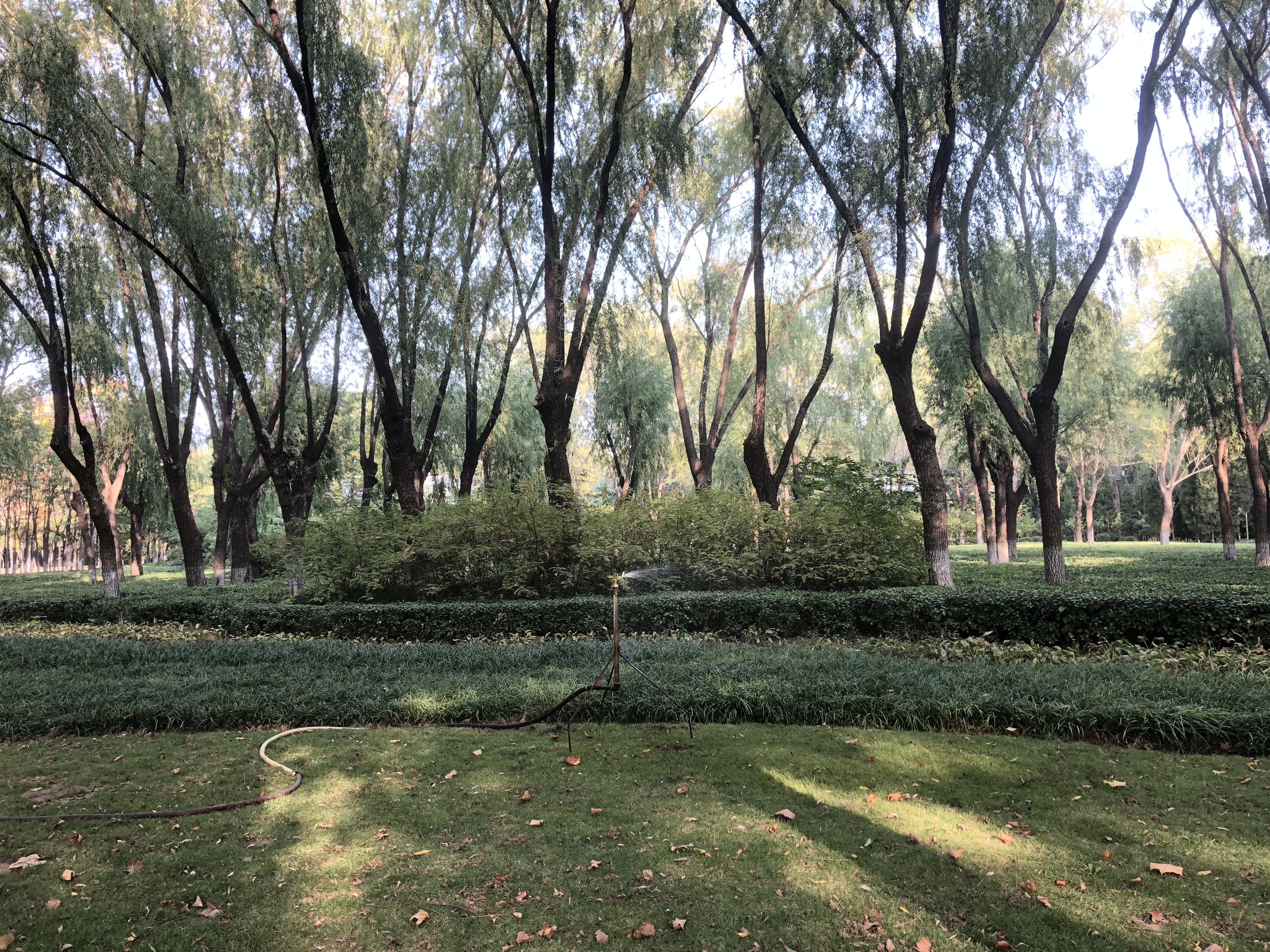 雨后的济南森林公园美景让人陶醉,济南森林公园美成“童话”