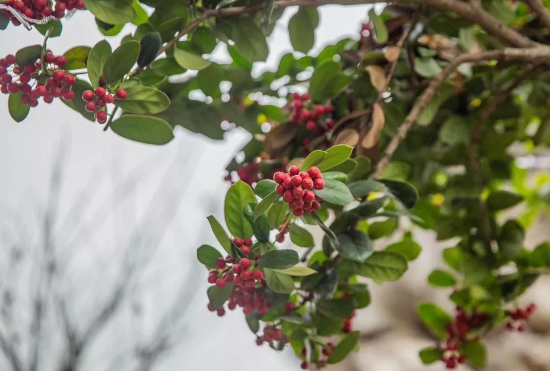 南京腊梅最佳观赏时间,南京赏梅花景点推荐