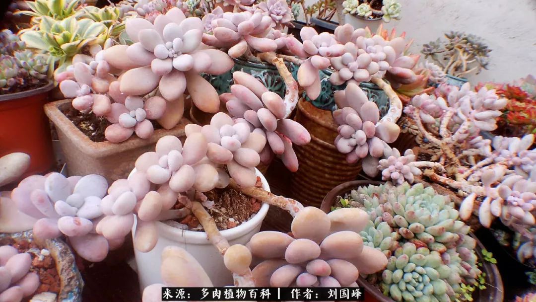 七百元打造的多肉王国，你还缺什么？