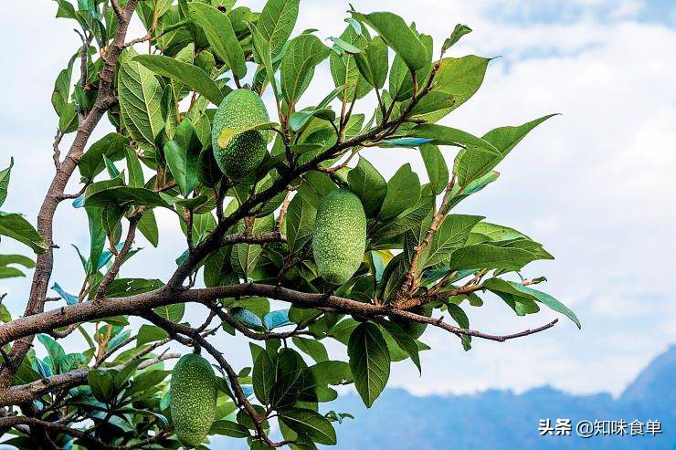 食单丨手工冰粉制作丨最全冰粉制作指南，天然*物冰植**粉大比拼