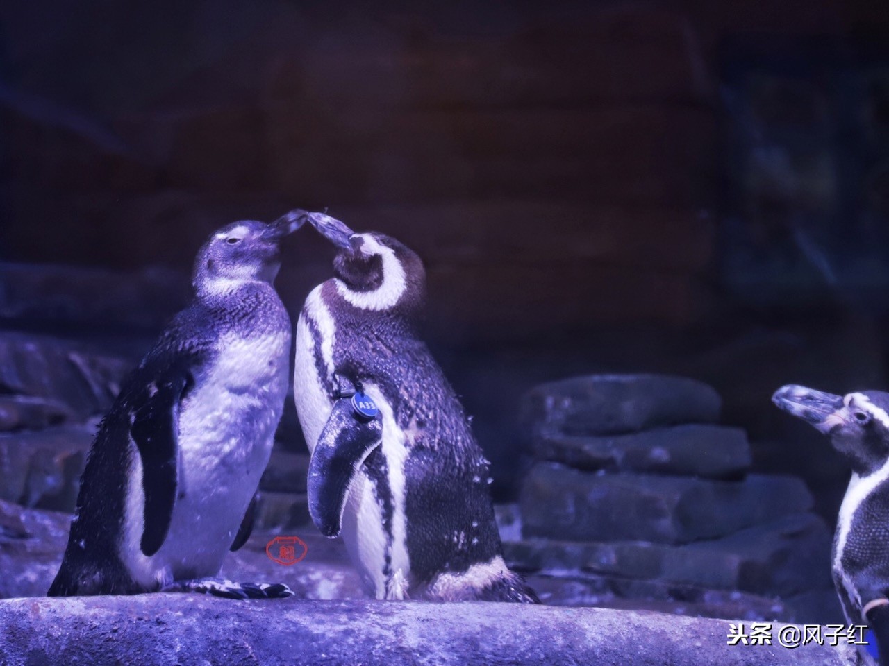 上海新地标丨海昌海洋公园一日游园玩法攻略