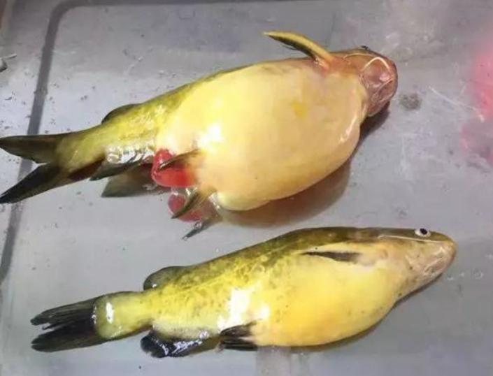 死亡率极高的黄颡鱼腹水症解决方案来了！专家建议提前预防
