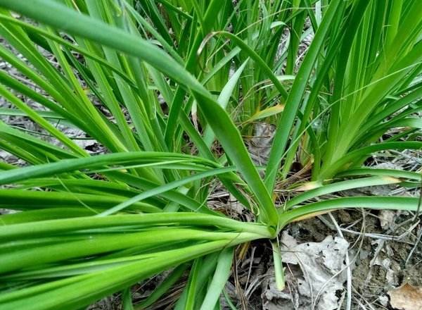 知母的性味归经功效作用,知母在历代本草的记载作用