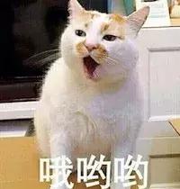猫咪的各种表现表达的意思,猫咪的各种动作代表什么