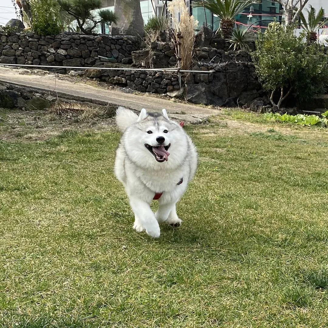 二哈减肥,为什么二哈会变瘦