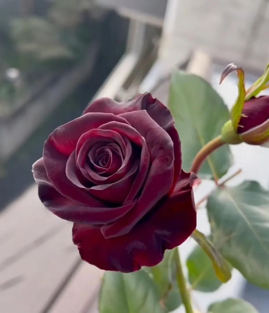 法国优雅黑玫瑰,高贵优雅的黑玫瑰