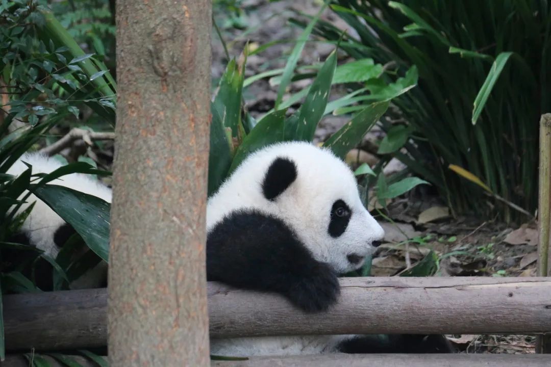 成都是诗意的城市,成都是一个充满诗情画意的城市