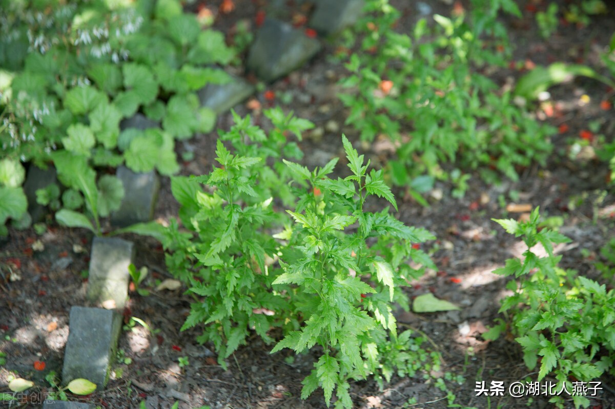 各种可以吃的野菜图片大全及名称 (100种野菜图片大全和名称和吃法)