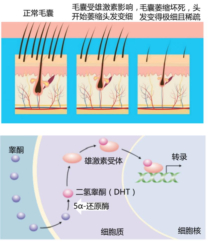 金斯瑞解析,金斯瑞基因治疗发展