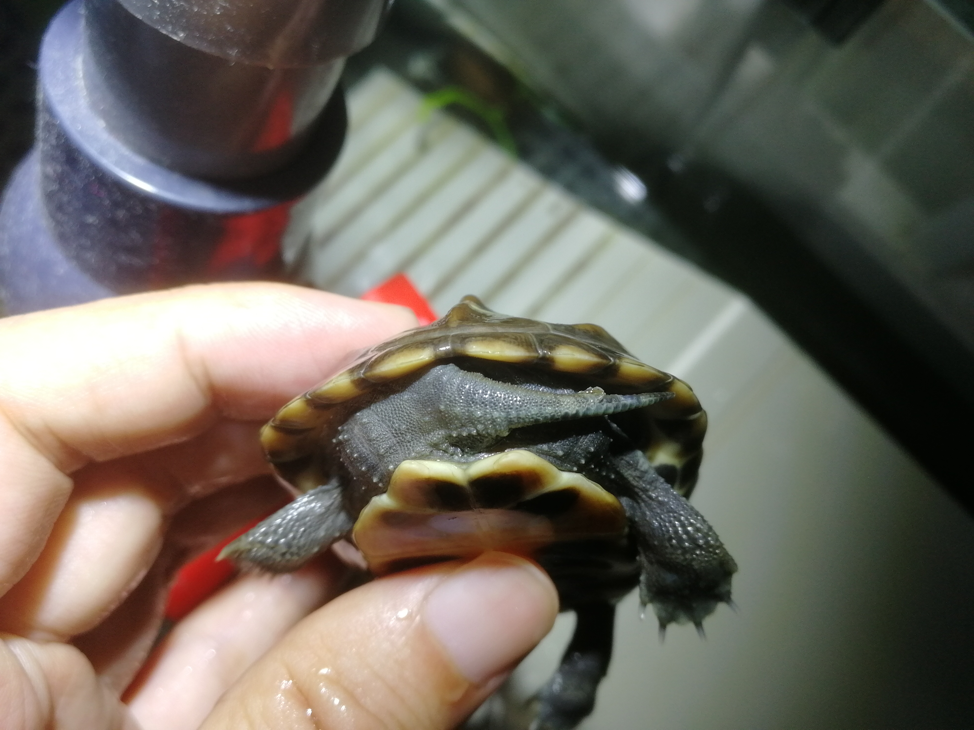 小草龟腐皮症状,草龟腐皮的正确治疗方法