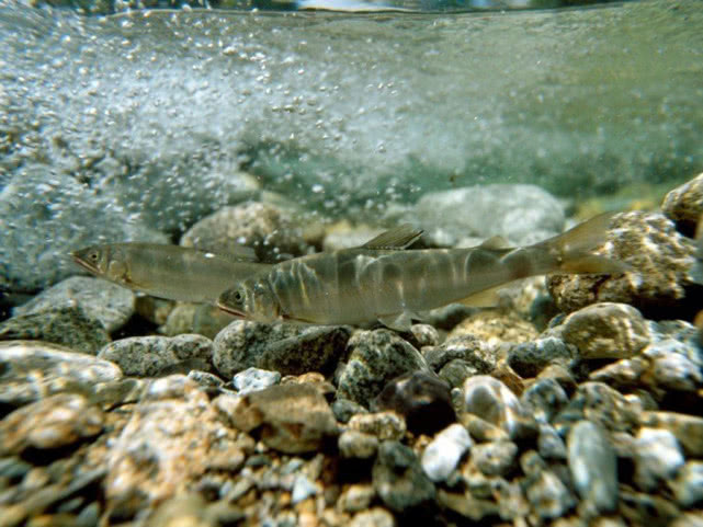 日本最好吃的几种鱼,日本最好吃的鱼有哪些