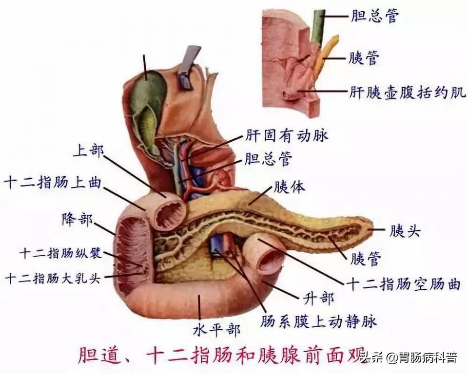护考消化系统解剖图谱详解,消化系统解剖生理教学