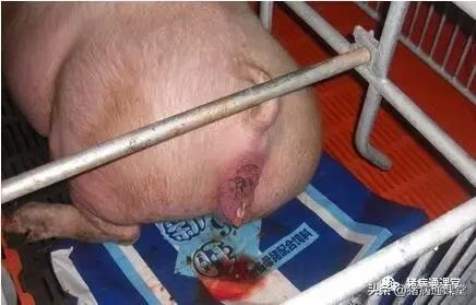 为什么有些母猪生那么久,母猪产程过长超过6个小时