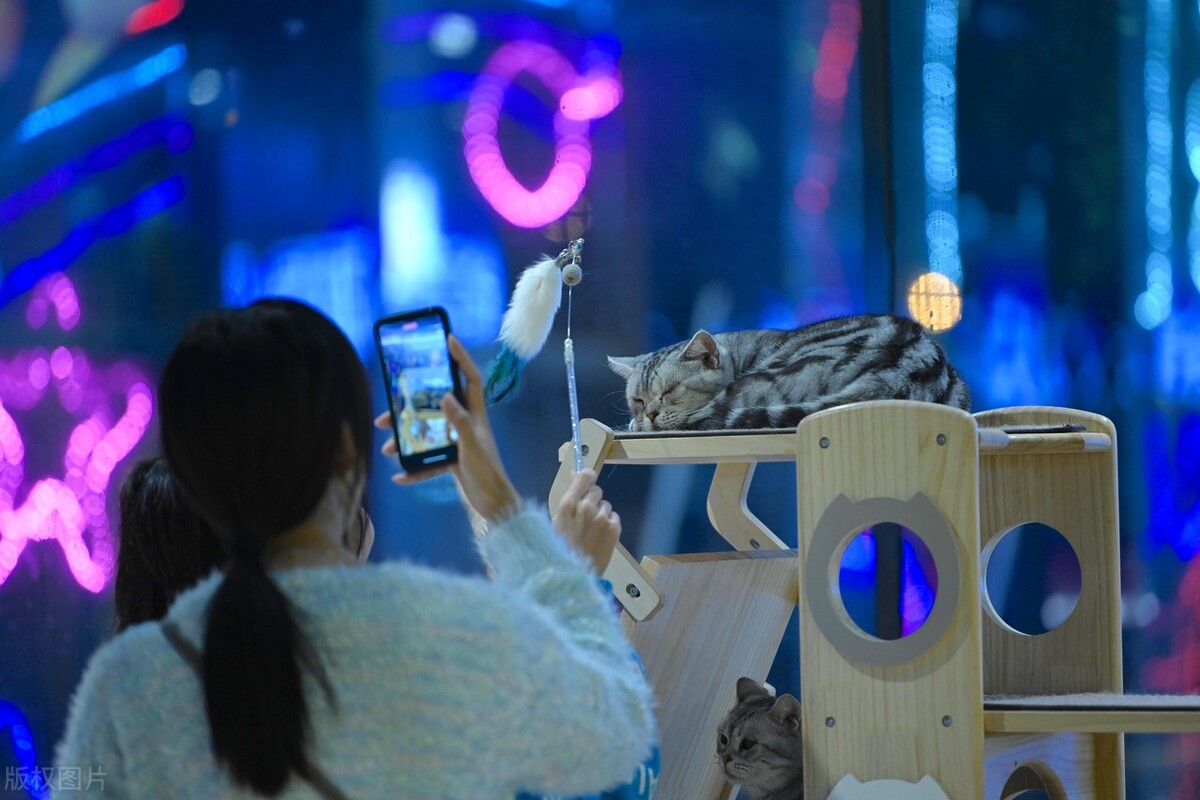 家里猫多怎么去除猫味,满屋的猫尿味如何彻底清除