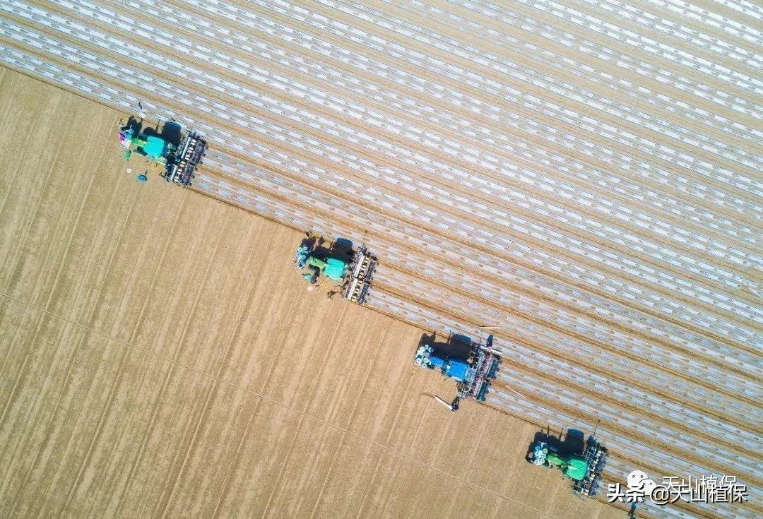 棉花高密度栽培,棉花一膜六行高产栽培技术