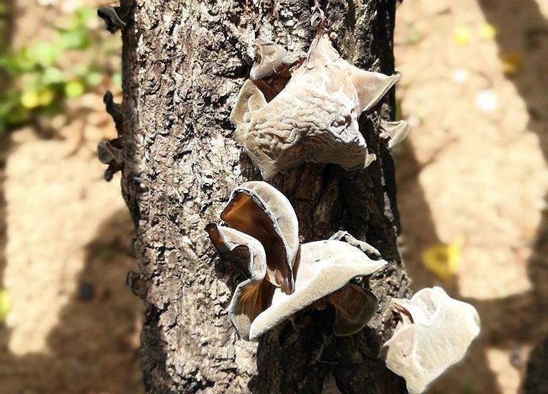 柞水黑木耳东方甄选,柞水黑木耳