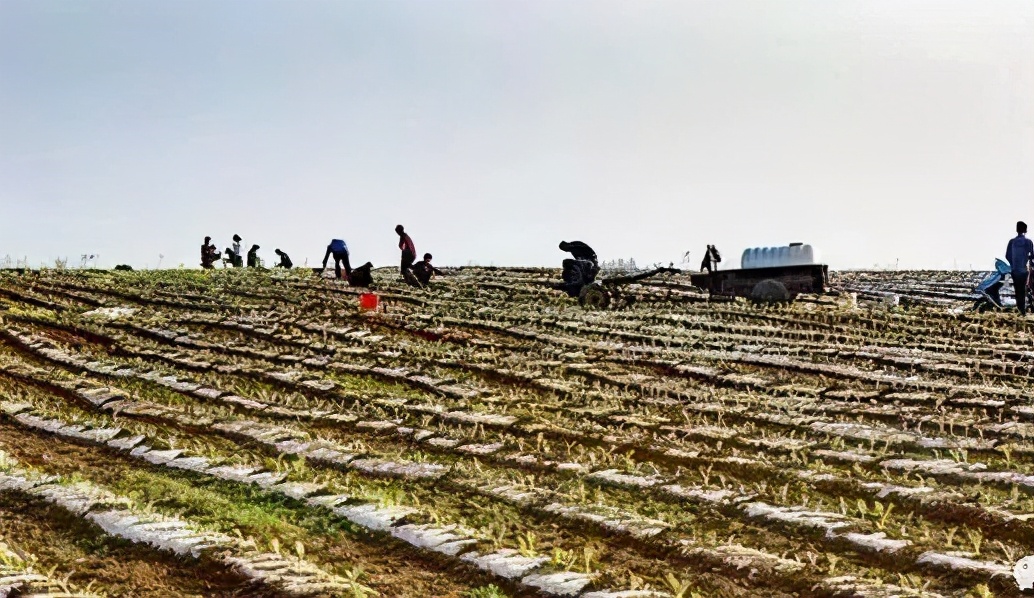 布谷飞飞劝早耕，舂锄扑扑趁春晴
