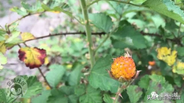 广安巴人石头城,广安巴人石头城门票