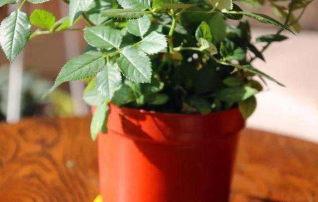 风油精能杀花盆中的小黑飞吗,杀灭花盆小黑飞专用药