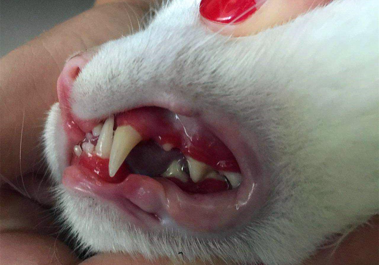 猫咪为什么会传染严重的猫疾病,猫咪传染猫咪的病有哪些症状