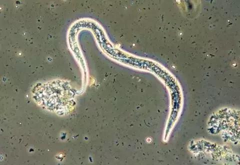 线虫对哪些作物有影响,作物线虫危害