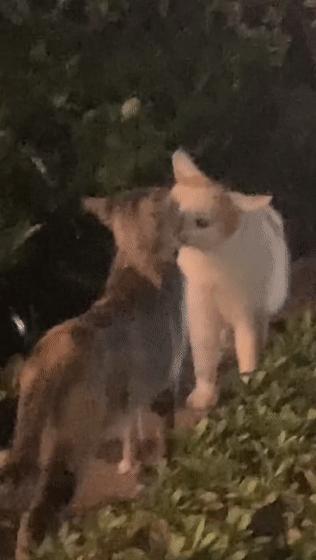 猫：这辈子亲过最狠的嘴…都看见嗓子眼儿了