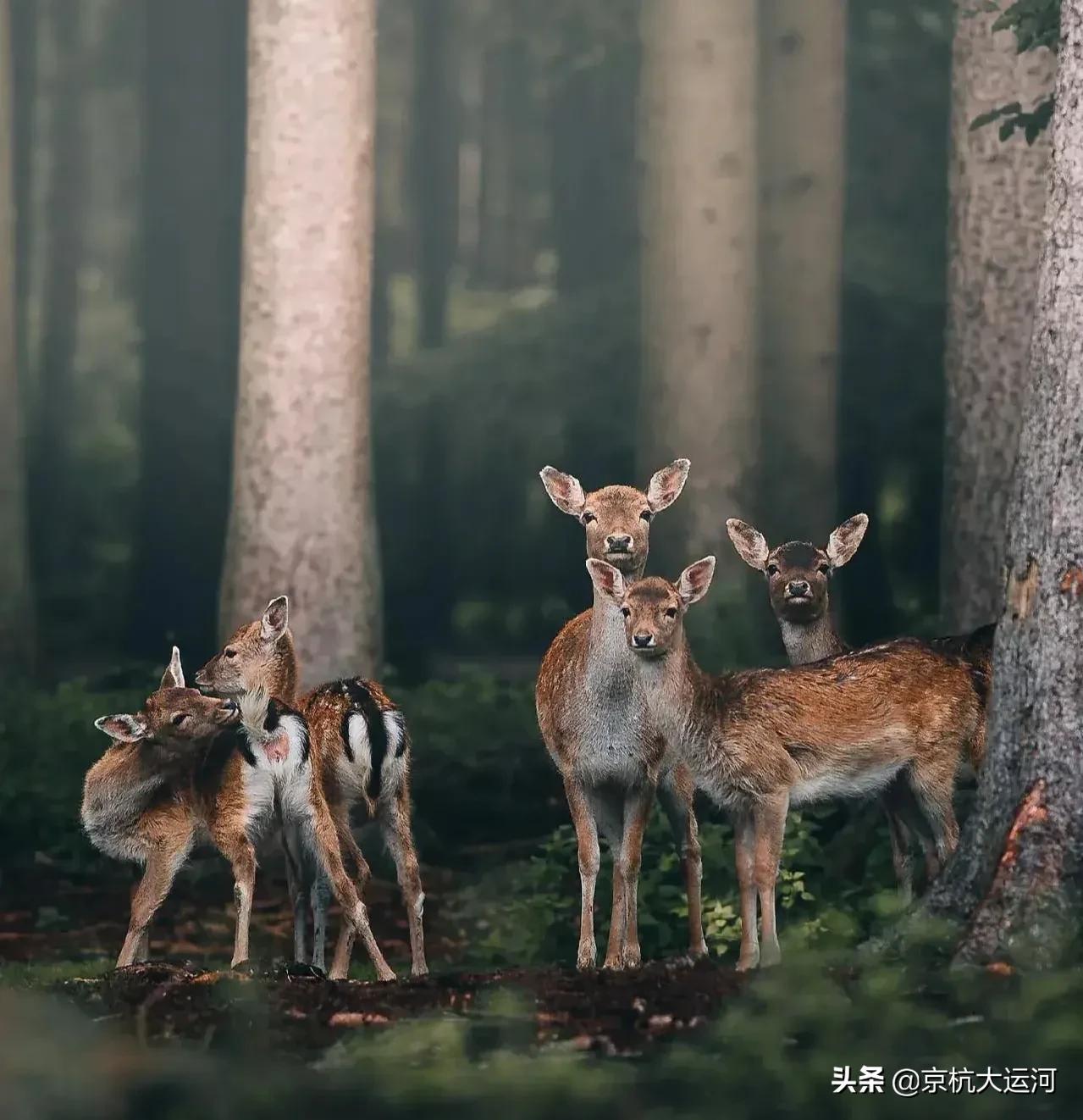 邯郸美食大全介绍,邯郸各县的美食