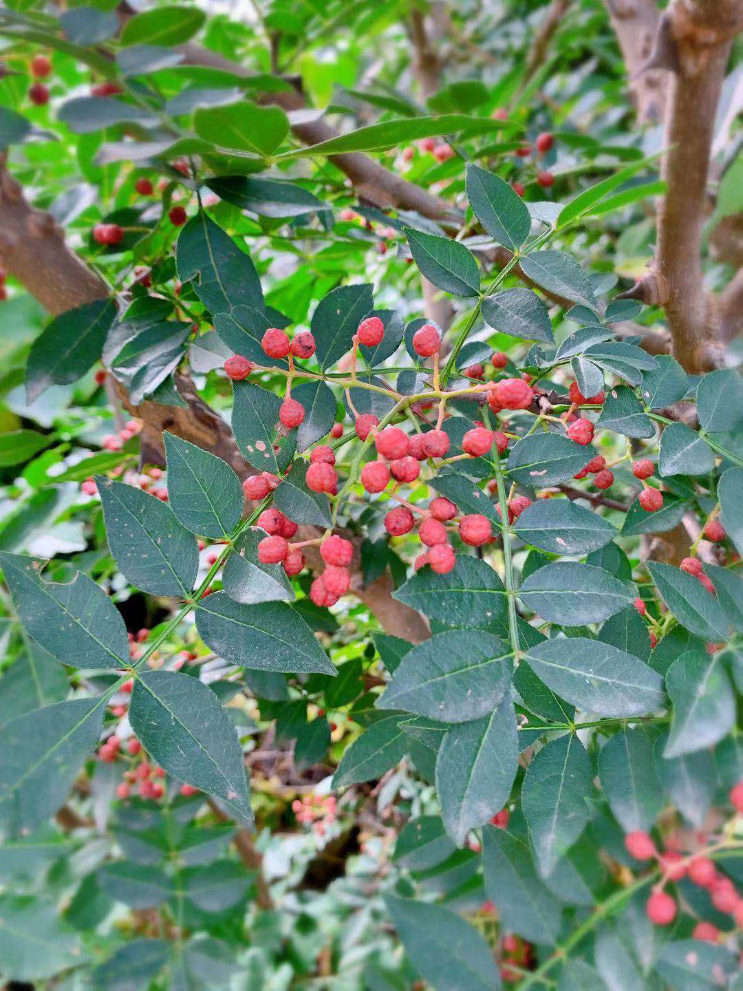 农村7岁小孩在做什么,7岁男孩回家玩什么