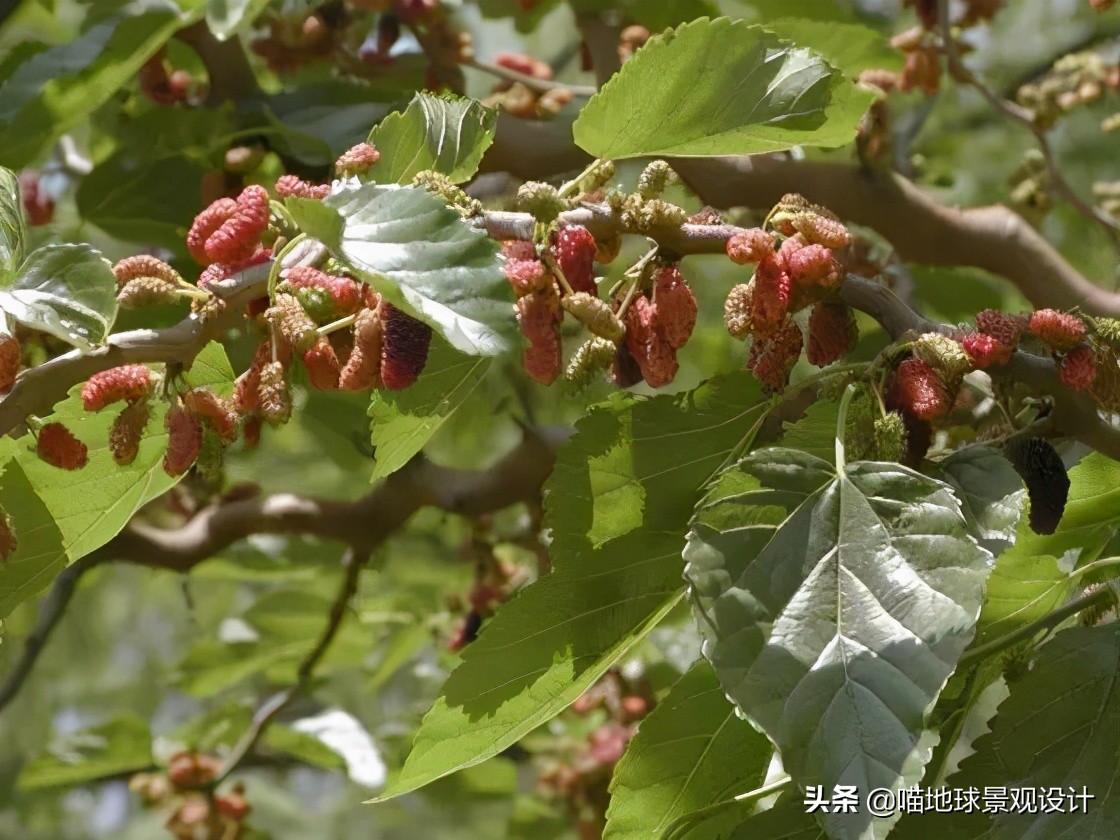 耐旱耐盐碱植物有哪些,耐盐碱的植物有哪些