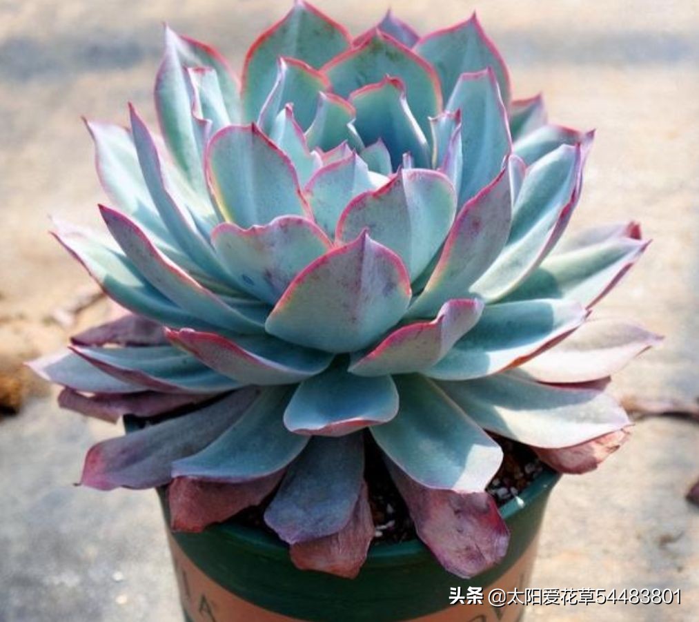 怎么养殖多肉广寒宫？掌握5个小妙招，株型紧凑又漂亮