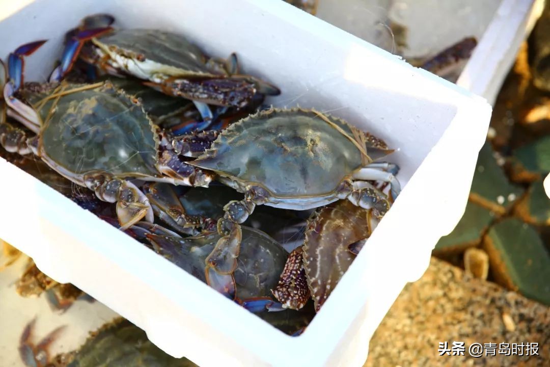 青岛西海岸富人区价格,有一种炫富叫做湛江开海