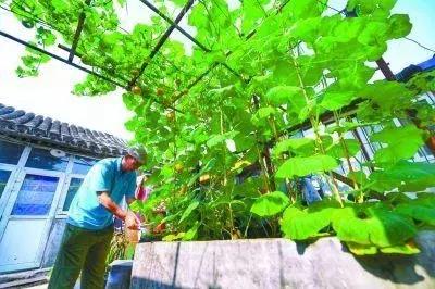 胡同里的日常生活,胡同里的北京生活