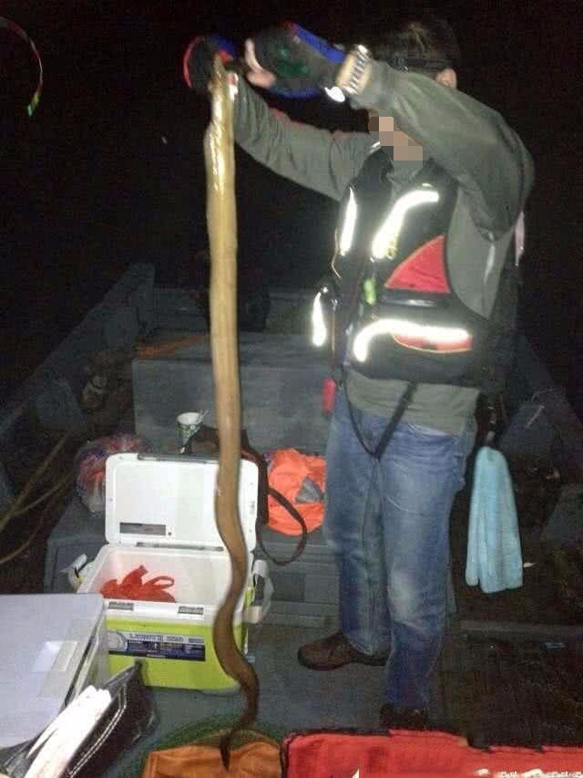 夜钓海鳗用什么饵,夜钓海鳗用沙蚕