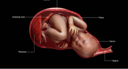 大多数孕妈的疑惑：前置胎盘是什么？为什么会出现？