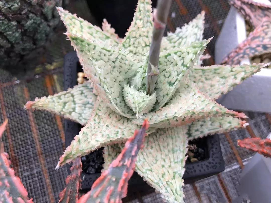 园艺观赏芦荟,园艺芦荟图鉴说明