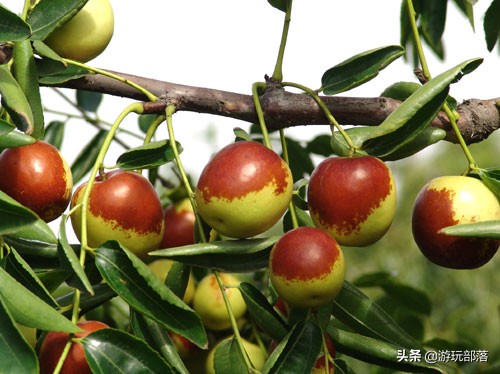 冬枣为啥是沾化特产,沾化冬枣几月成熟