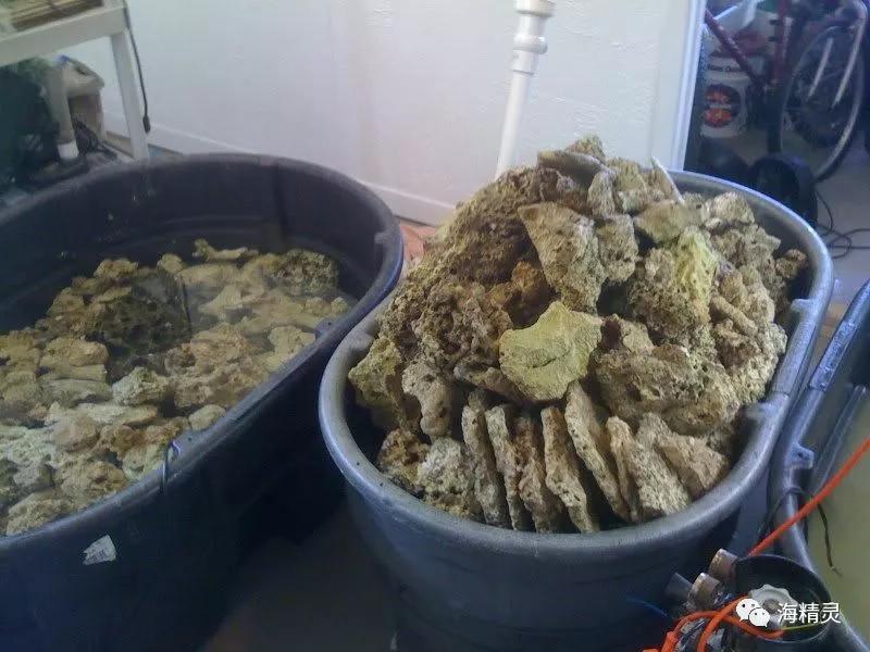 为什么一定要爆藻,为什么国人对鱼情有独钟