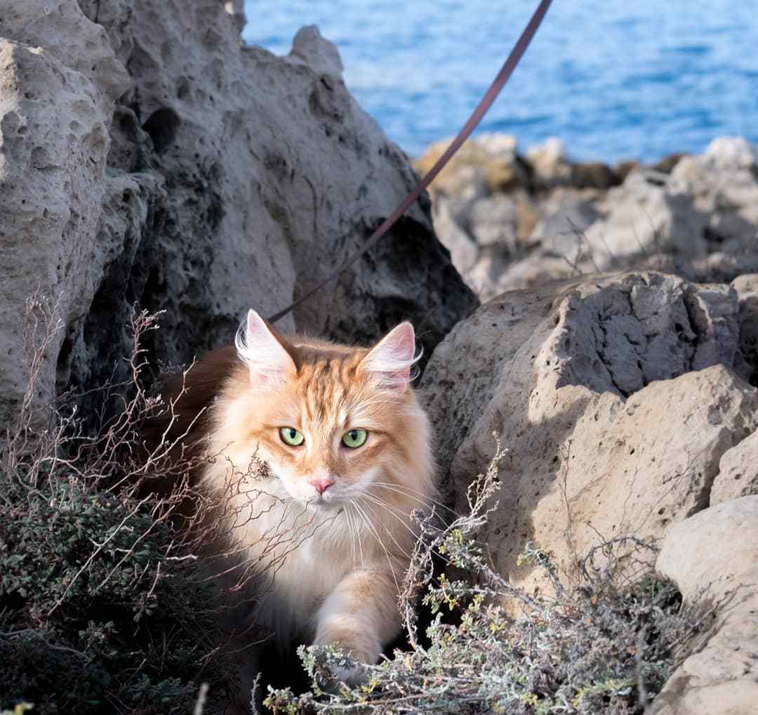 猫球虫症状怎么治疗,猫球虫病是怎么导致的