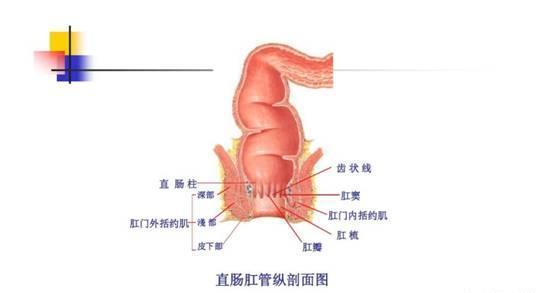 便秘不干燥排便困难吃什么中成药,干燥便秘怎么办快速排便