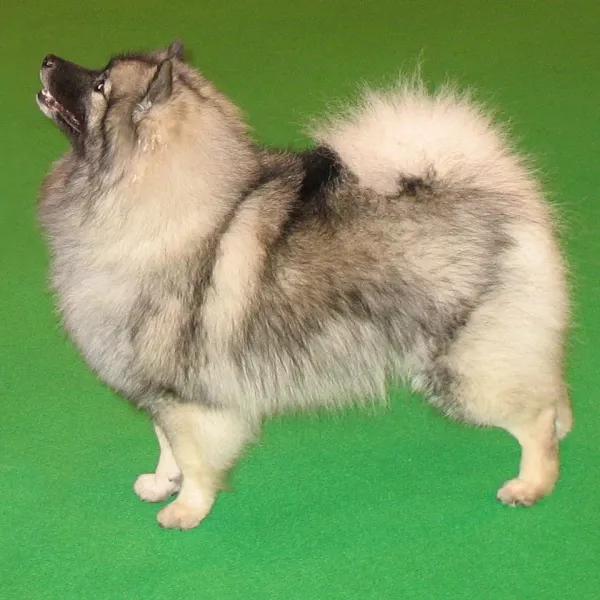 每日一犬---荷兰毛狮犬