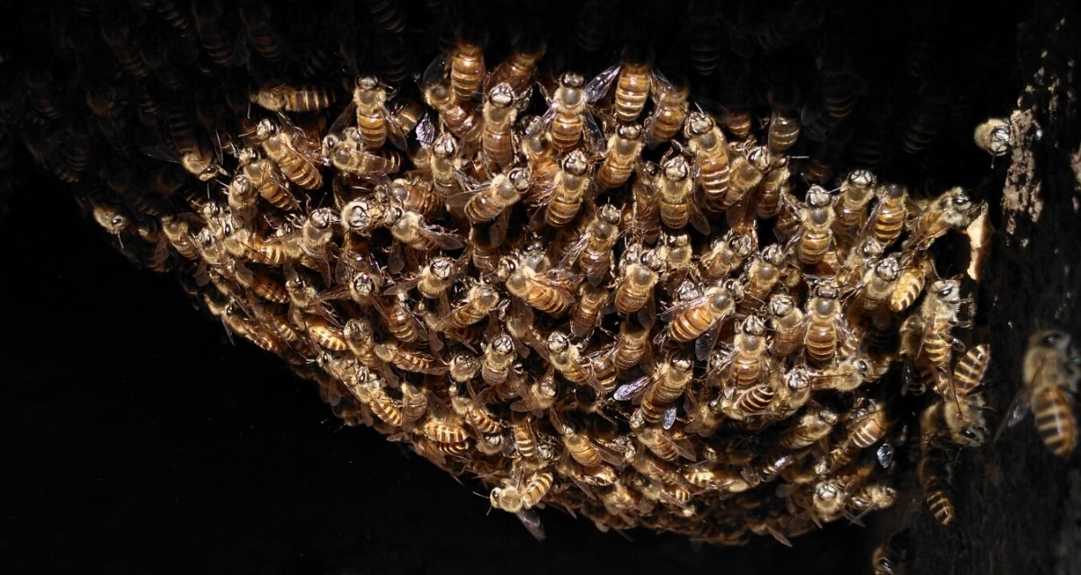 那只逮老鼠的猫老被绳子拴着