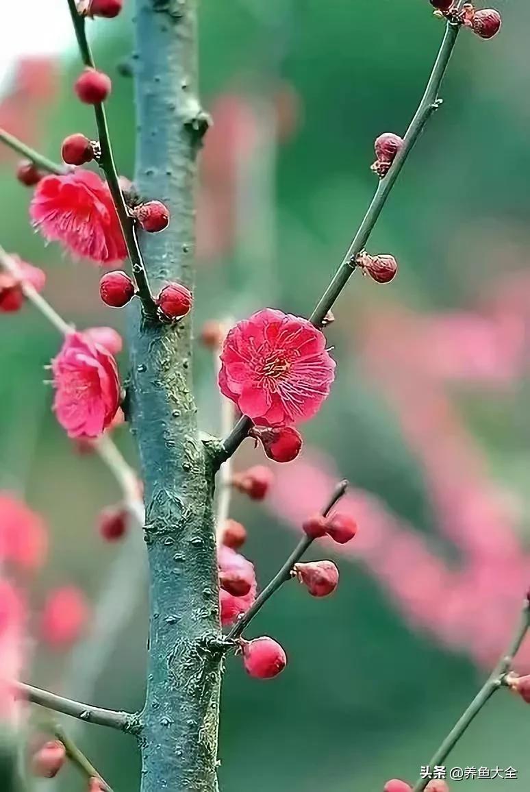 一至十二月的花期,12月到2月份的花期