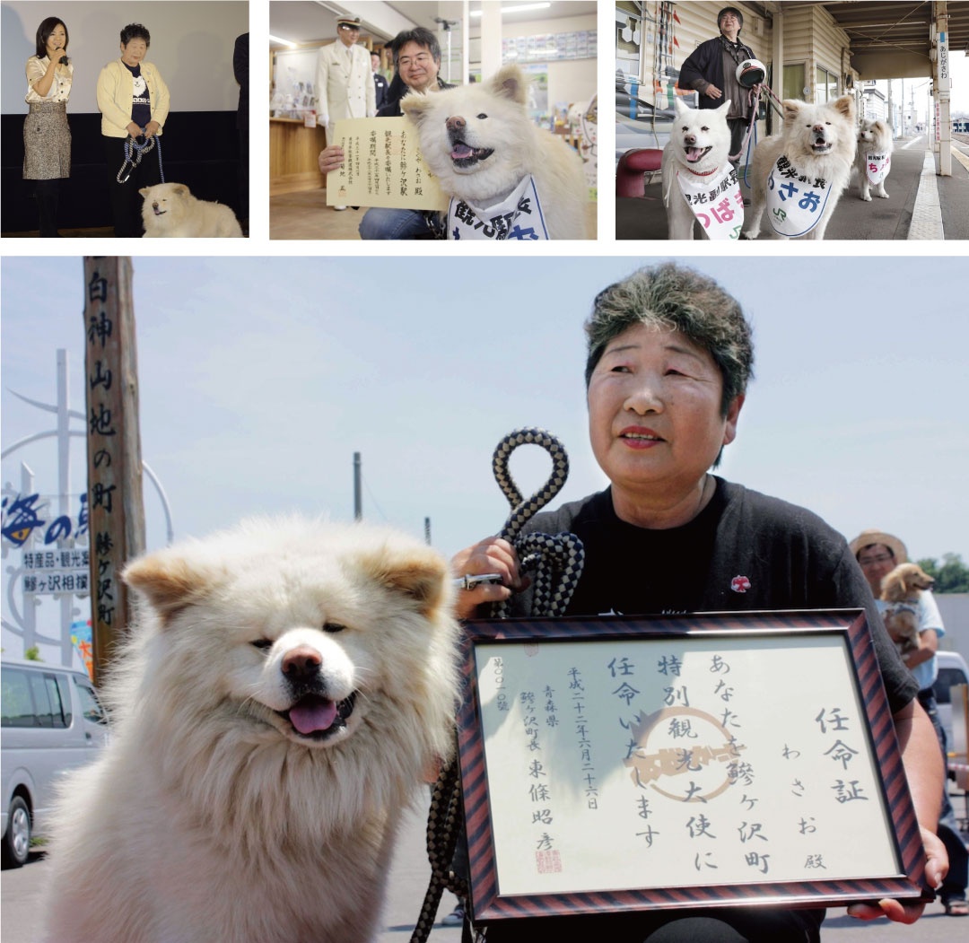 日本网红狗狗去世,日本狗死了