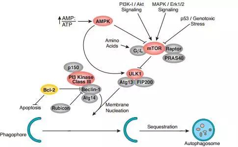 硬货的解析,硬货必买的10种