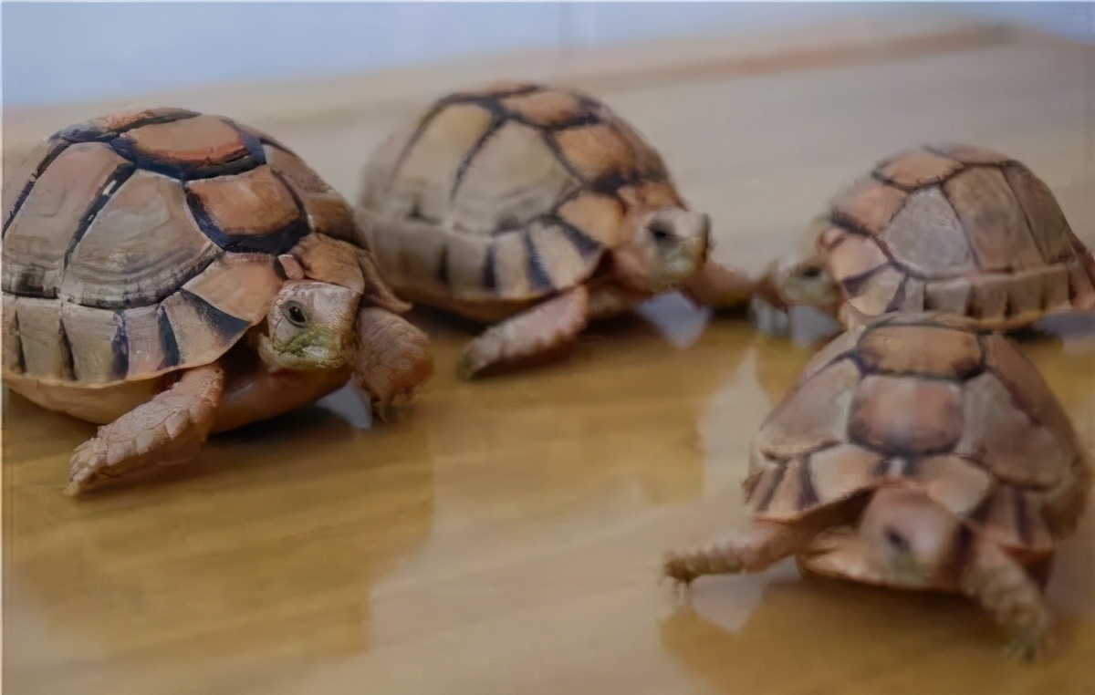 各种龟类图片大全大图,龟类展示会