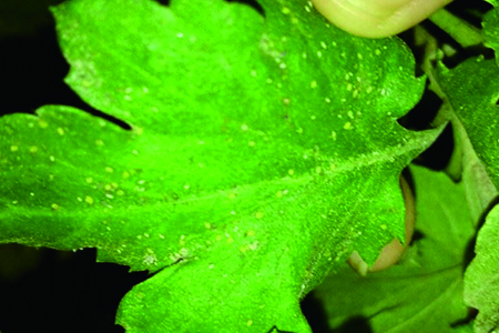 菊花生虫怎么治疗最好,菊花生虫后的样子是怎样的