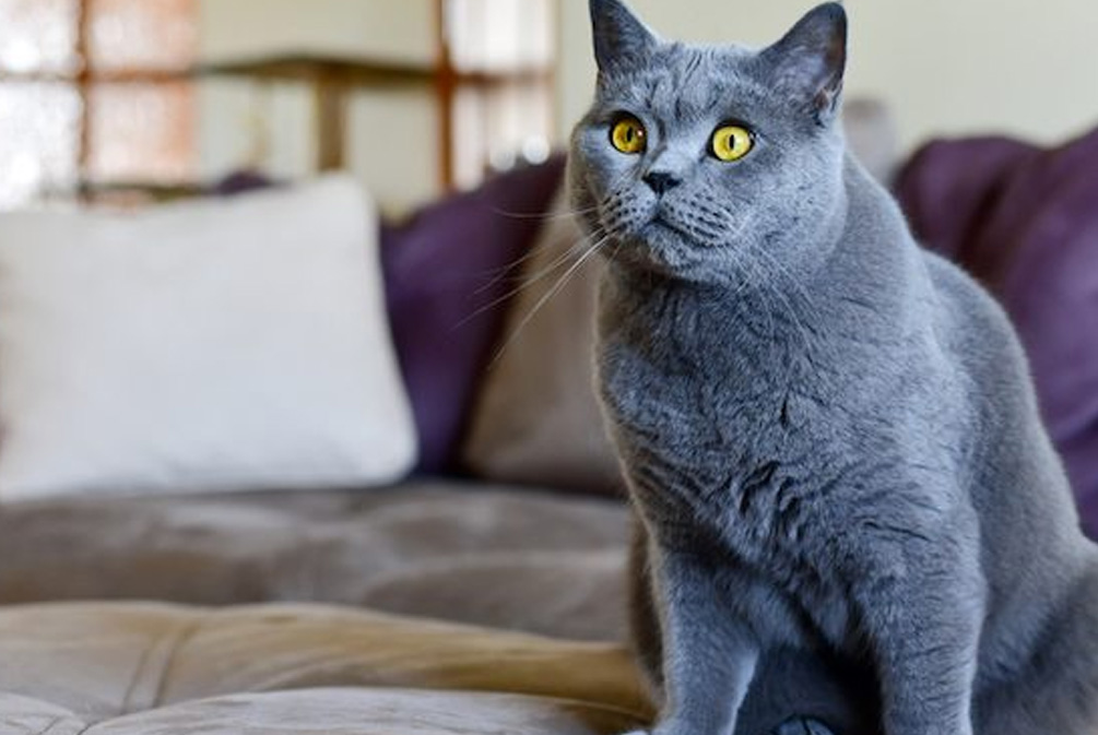 猫突然瞳孔盯着你看是什么意思,猫一直盯着你看是什么意思