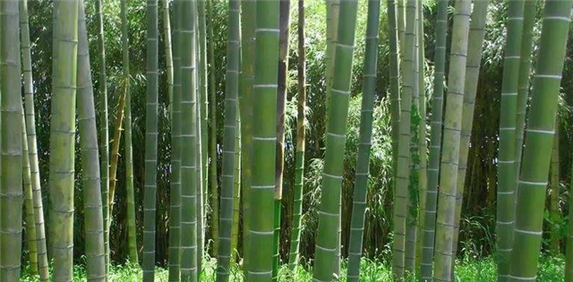 纤维皇后的衣料是什么,纤维皇后是什么衣料