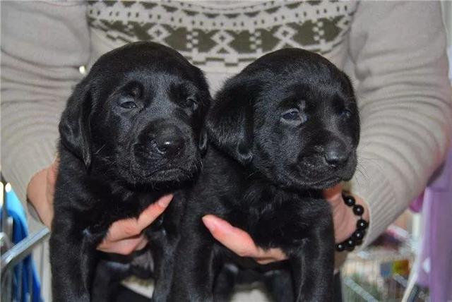 黑拉布拉多犬为什么不建议养,黑色拉布拉多成犬公犬
