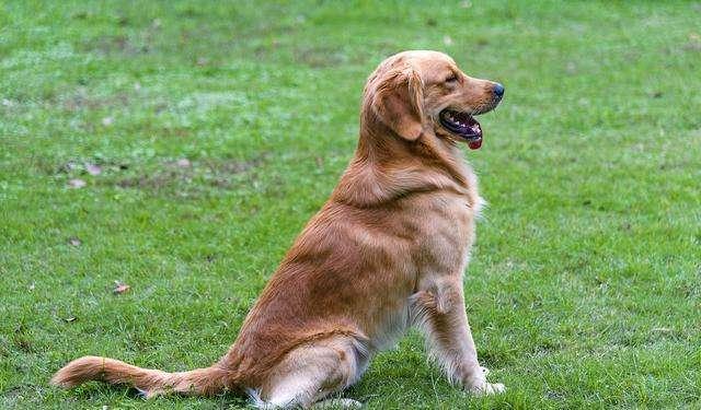 狗狗屁股蹭地面,狗狗屁股蹭地会不拉屎吗